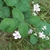 Flowers and leaves