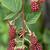 Rubus canadensis