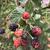 Fruits in different stages of maturity