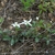 Leaves and flowers (Alleghany County, NC)-Mid Spring