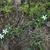Leaves and white flowers (Alleghany County, NC)-Mid Spring