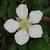 White flower (Chapel Hill, NC)-Early Spring