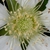 Long stamens (Chapel Hill, NC)-Early Spring