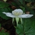 Side view of flower (Chapel Hill, NC)-Early Spring