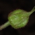 Flower bud (Chapel Hill, NC)-Early Spring