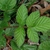 Compound leaf (Chapel Hill, NC)-Early Spring