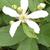 Close up of flower