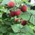 Rubus idaeus