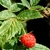 Raspberry