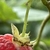 Berry stem with prickles