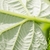 Underside of leaf closeup