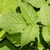 Compound leaves