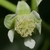 Flower detail