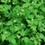 Leaves and flowers Trifoliate