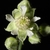 White flower close-up (Monroe County, NY)-Late Spring