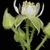 Side view of flower (Monroe County, NY)-Late Spring