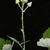 Stem with thorns (Monroe County, NY)-Late Spring