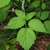 Trifoliate leaves (Monroe County, NY)-Late Spring