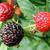 Rubus occidentalis