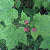 Rubus odoratus