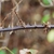 Stem with prickles (Brighton, NY)-Mid Fall