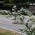 Branch (Guilford County, NC)-Mid Spring