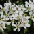 Whit flowers (Guilford County, NC)-Mid Spring
