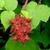 Rubus phoenicolasius