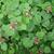 Rubus phoenicolasius