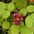 Rubus phoenicolasius