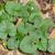 Rubus repens
