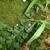 Rubus repens