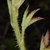 Hairy stem and leaves (Harlingen, TX)-Mid Spring