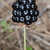 Berry (McIntosh County, GA)-Mid Spring