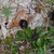 Fruits and leaves (McIntosh County, GA)-Mid Spring