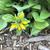 Rudbeckia Hirta