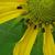 Rudbeckia laciniata