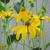 Rudbeckia laciniata