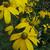 Rudbeckia laciniata