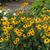 Rudbeckia fulgida var. sullivantii 'Goldsturm'