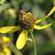 Rudbeckia lanciniata