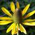 Rudbeckia maxima