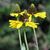 Rudbeckia maxima
