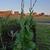 Rudbeckia maxima