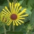A daisy flower with rolled or quilled ray florets.