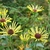 A daisy flower with rolled or quilled ray florets.