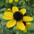 Rudbeckia triloba