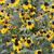 Rudbeckia triloba