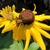 Yellow disk like flowet with brown center