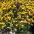 Rudbeckia fulgida